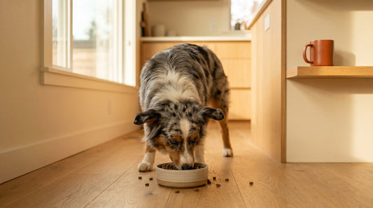 Why Does My Dog Eat So Fast? Causes, Risks & How to Help