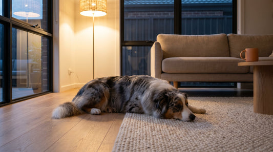 Why Do Dogs Lick to Relax? The Science of a Calming Habit
